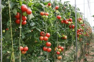 tomates