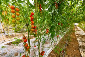 tomates2